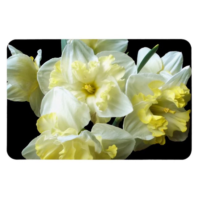 Imán Flores de narciso amarillas blancas de primavera (Horizontal)