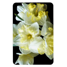 Imán Flores de narciso amarillas blancas de primavera