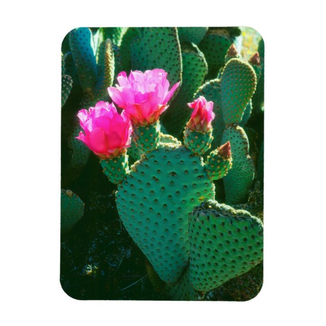 Imán Flores de Opuntia basilaris (Vertical)