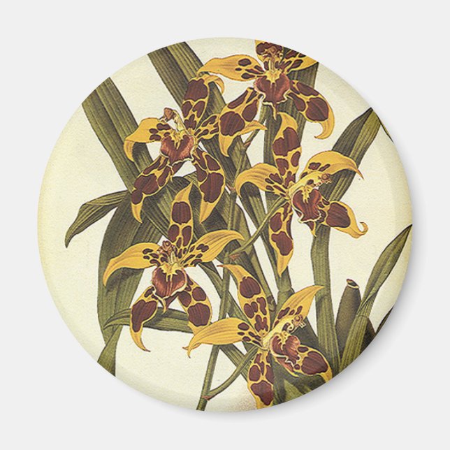 Imán Flores de orquídeas de odontoglossum tropical vint (Frente)