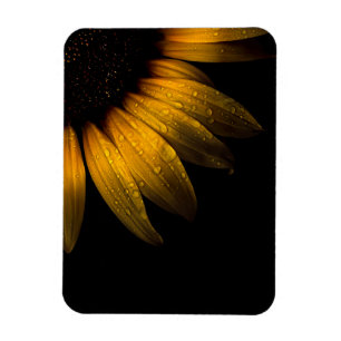 Imán Flores de patio trasero 28 girasol