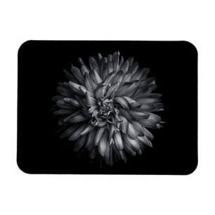 Imán Flores De Patio Trasero En Blanco Y Negro 20