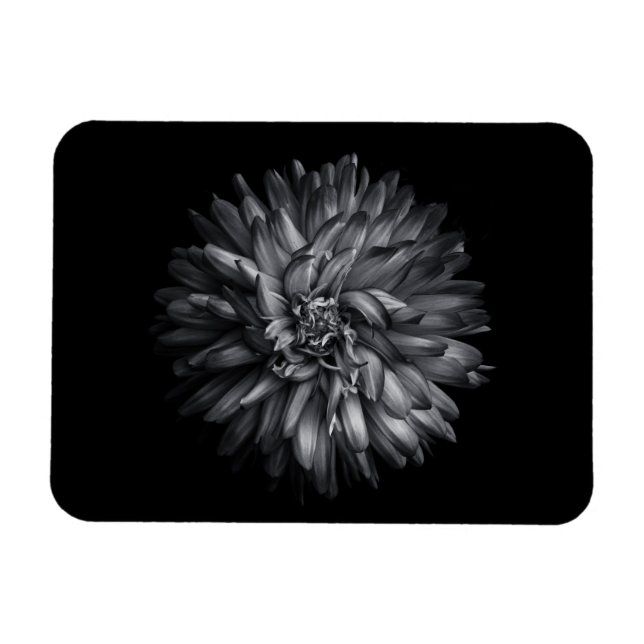 Imán Flores De Patio Trasero En Blanco Y Negro 20 (Horizontal)