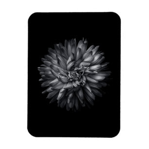 Imán Flores De Patio Trasero En Blanco Y Negro 20