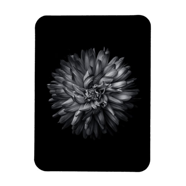 Imán Flores De Patio Trasero En Blanco Y Negro 20 (Vertical)