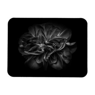 Imán Flores De Patio Trasero En Blanco Y Negro 67