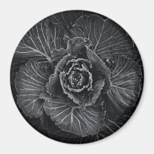 Flores De Patio Trasero En Blanco Y Negro No 108