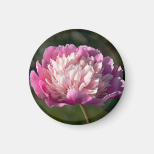 Imán Flores de peonía rosada en primavera