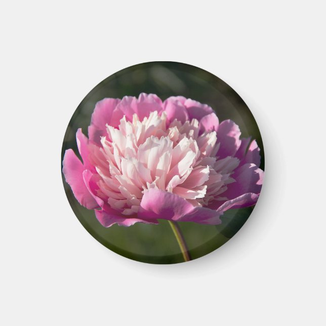 Imán Flores de peonía rosada en primavera (Frente)