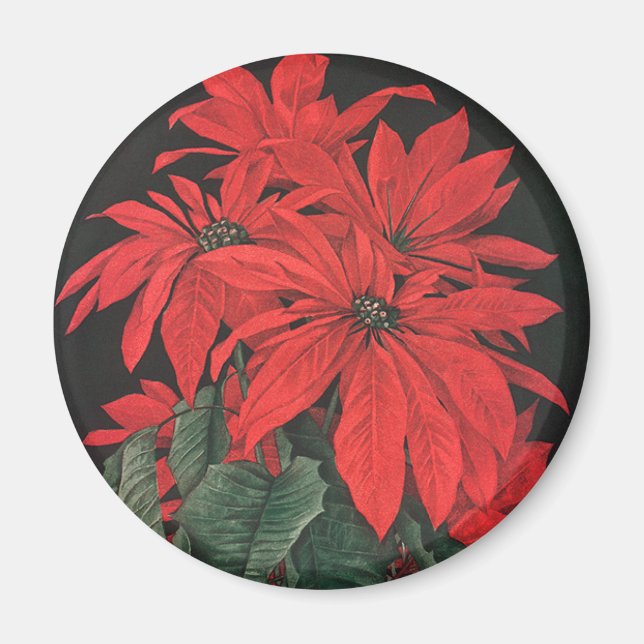 Imán Flores de plantas de poinsettia roja de Navidad vi (Frente)
