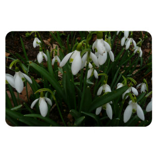 Imán Flores de Primavera Blanca (Galanthus)
