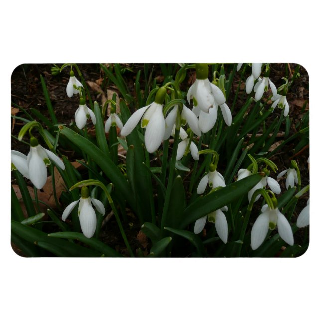 Imán Flores de Primavera Blanca (Galanthus) (Horizontal)