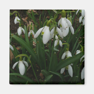 Imán Flores de Primavera Blanca (Galanthus)