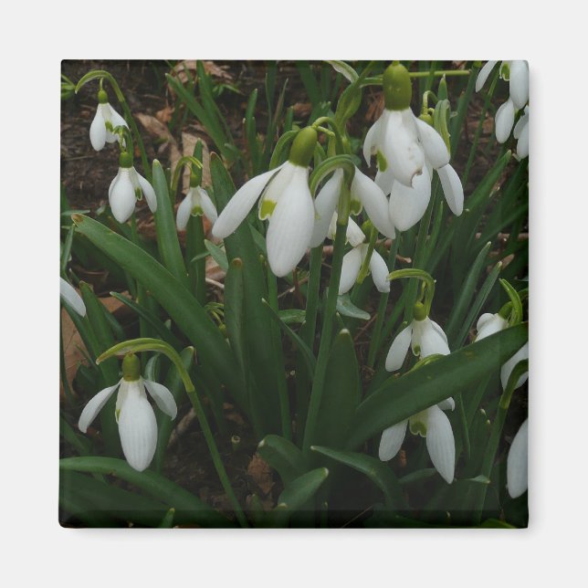 Imán Flores de Primavera Blanca (Galanthus) (Frente)