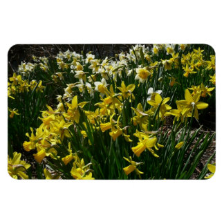 Imán Flores de primavera de los Daffodils amarillos y b