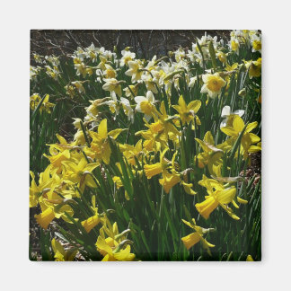 Imán Flores de primavera de los Daffodils amarillos y b