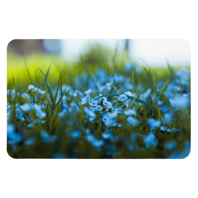 Imán Flores de primavera en el campo (Horizontal)