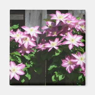 Imán Flores de primavera púrpura Clematis en escalada