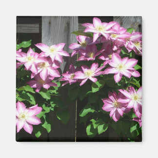 Imán Flores de primavera púrpura Clematis en escalada