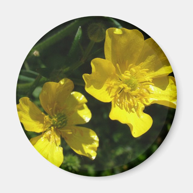 Imán Flores de ranúnculo (Frente)