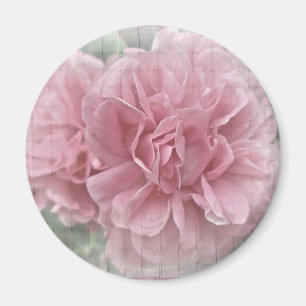 Imán Flores de Rosa de escalada rosa