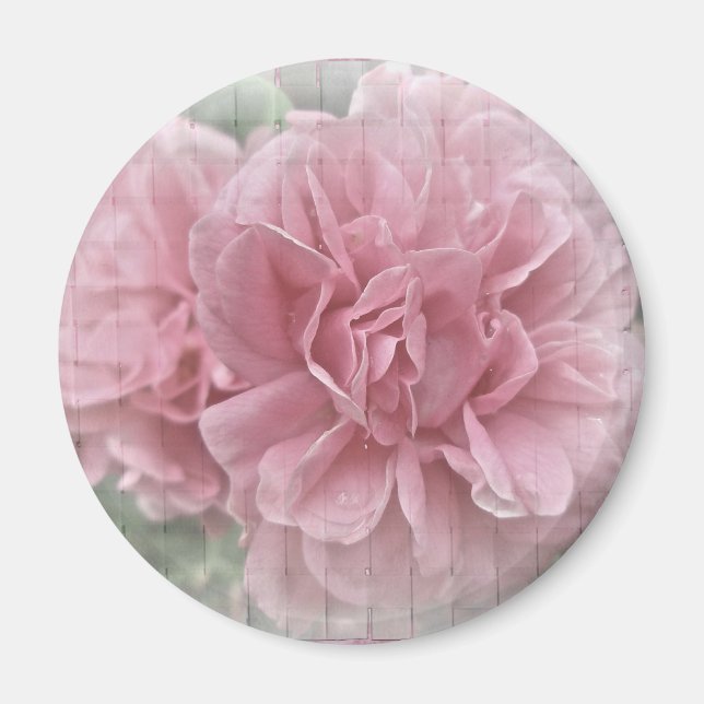 Imán Flores de Rosa de escalada rosa (Frente)