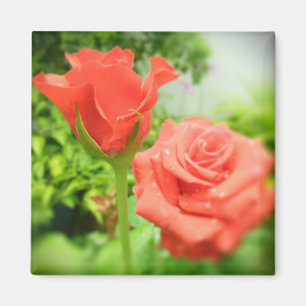 Imán Flores de Rosa Románticas