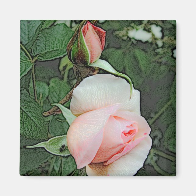 Imán flores de rosa rosadas (Frente)