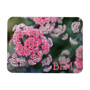 Imán Flores de Stonecup de mariposa rosa y blanca