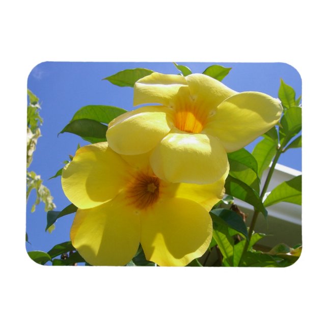 Imán Flores de Trompeta Dorada I (Horizontal)