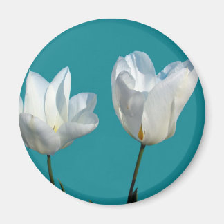 Imán flores de tulipán blancas sobre fondo azul acuátic