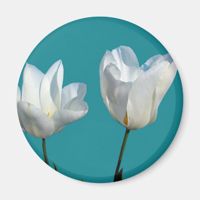 Imán flores de tulipán blancas sobre fondo azul acuátic (Frente)