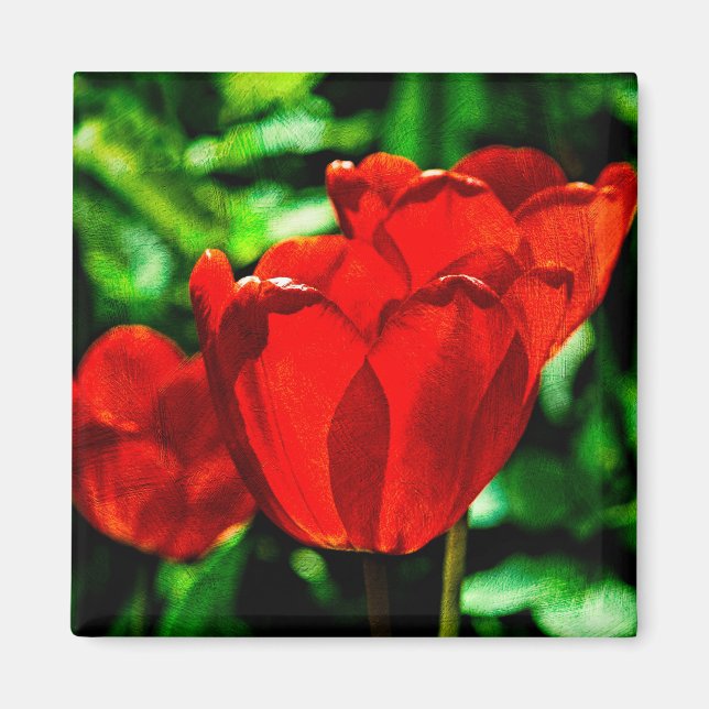 Imán Flores de tulipán rojas (Frente)