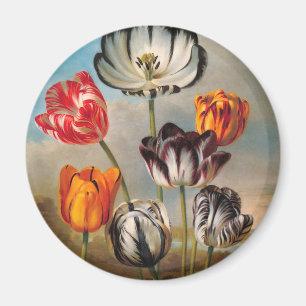 Imán Flores de Tulipán Variados Vintage en un Paisaje