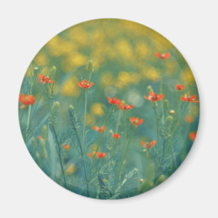 Imán Flores de verano (Campo floral) (Flores rojas)