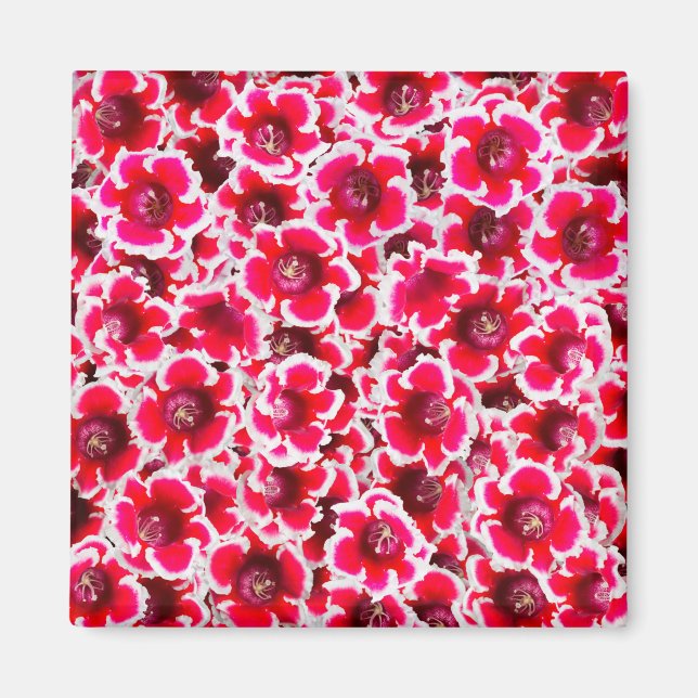 Imán Flores de Weigela Florida (Frente)