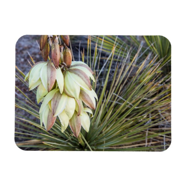 Imán Flores De Yucca Soaptree En El Alto Misuri (Horizontal)