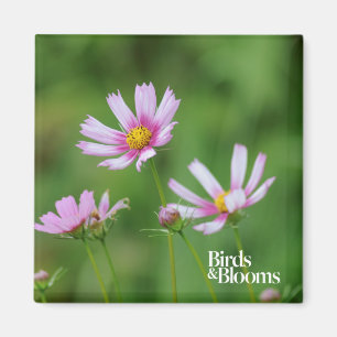 Imán Flores del cosmos