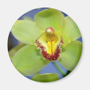 Imán Flores del Cymbidium de la cal