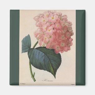 Imán Flores del jardín del vintage, Hortensia rosado