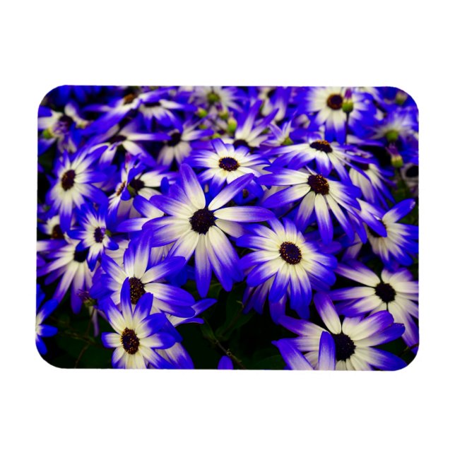 Imán Flores digitales azules y blancas brillantes (Horizontal)