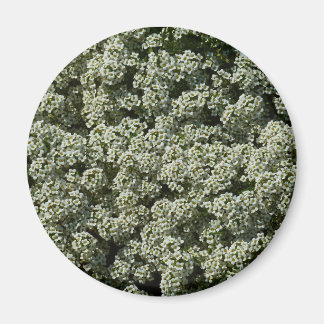 Imán Flores dulces de alyssum florales blancas