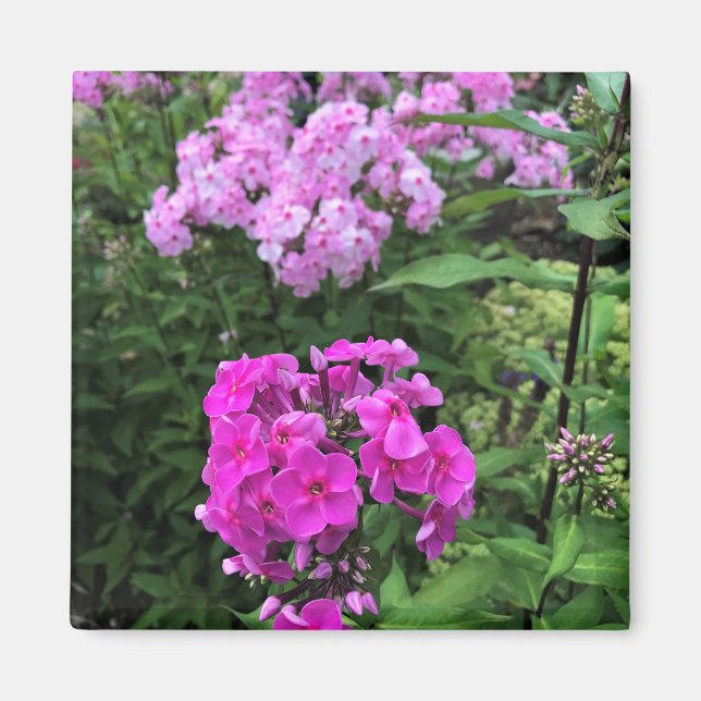 Imán Flores en la bodega Chateau Morrisette, Floyd, VA (Frente)