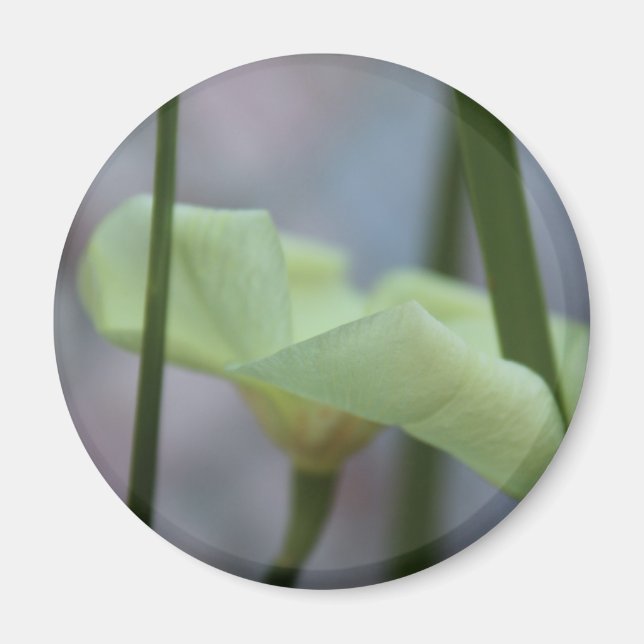 Imán Flores en la hierba el 30 de abril (Frente)