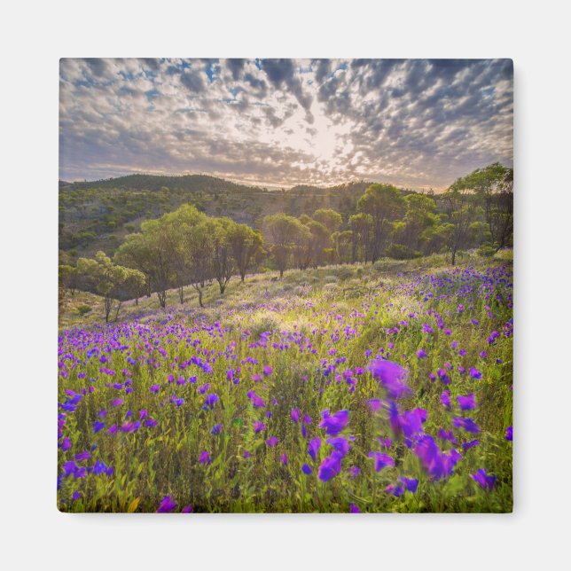 Imán Flores | Flinders Ranges Australia (Frente)
