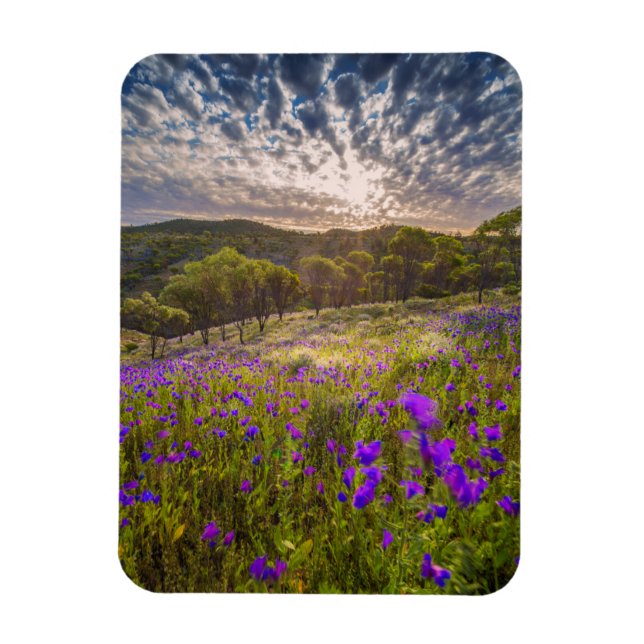 Imán Flores | Flinders Ranges Australia (Vertical)