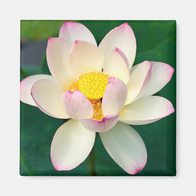 Imán Flores | Flor de agua Lotus (Frente)