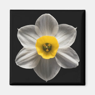 Imán Flores Flor de Daffodil blanca