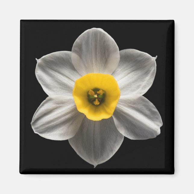 Imán Flores | Flor de Daffodil blanca (Frente)