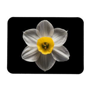 Imán Flores   Flor de Daffodil blanca